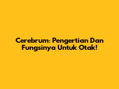 Cerebrum: Pengertian Dan Fungsinya Untuk Otak!