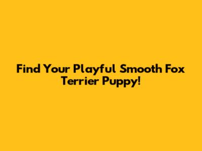 Find Your Playful Smooth Fox Terrier Puppy!