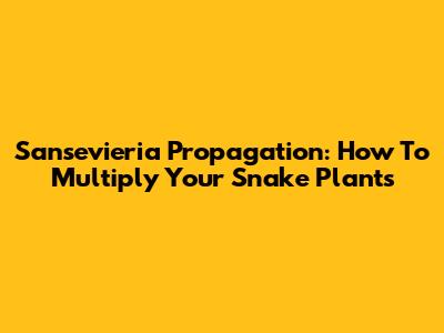 Sansevieria Propagation: How To Multiply Your Snake Plants